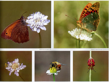 Многообразие видов насекомых Ставрополья. Из фотоальбома "Заповедное Ставрополье".