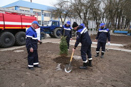 Газовики высаживают новые деревья