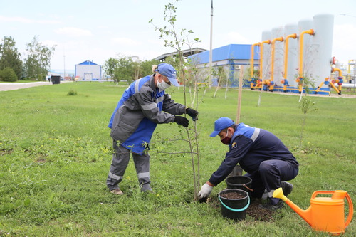 Работники Невинномысского ЛПУМГ высаживают деревья на газораспределительной станции-2