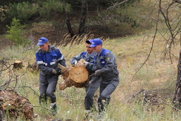 Газовики собирают обгоревшие после пожара деревья