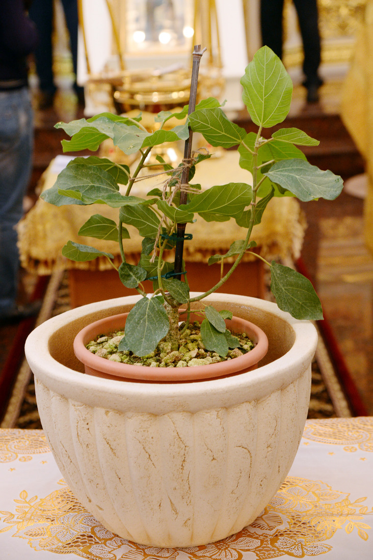 Двухлетний саженец — один из четырех потомков библейского растения, произрастающего в городе Иерихоне более двух тысяч лет.