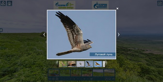 Виртуальная экскурсия позволяет познакомиться с представителями флоры и фауны Стрижамента