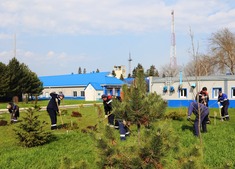 Акция "Сирень Победы" в г. Невинномысске Ставропольского края