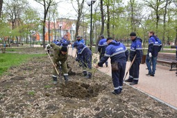 Посадка деревьев в городе Минеральные Воды