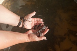Газовики выпустили в реку Дон свыше четырех тысяч мальков стерляди. Фото Ларисы Кустовой