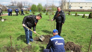 Березовая аллея в Инженерно-техническом центре ООО "Газпром трансгаз Ставрополь"