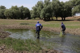 Сбор рыбной молоди в Астраханской области