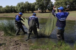 Газовики собирают рыбную молодь в засыхающих протоках Волги. Фото Николая Лепехина